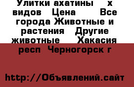 Улитки ахатины  2-х видов › Цена ­ 0 - Все города Животные и растения » Другие животные   . Хакасия респ.,Черногорск г.